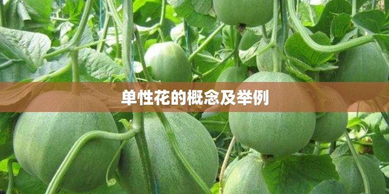 单性花的概念及举例