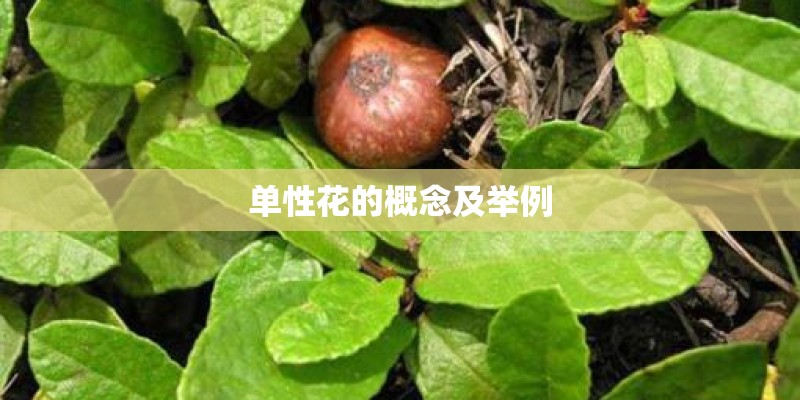 单性花的概念及举例