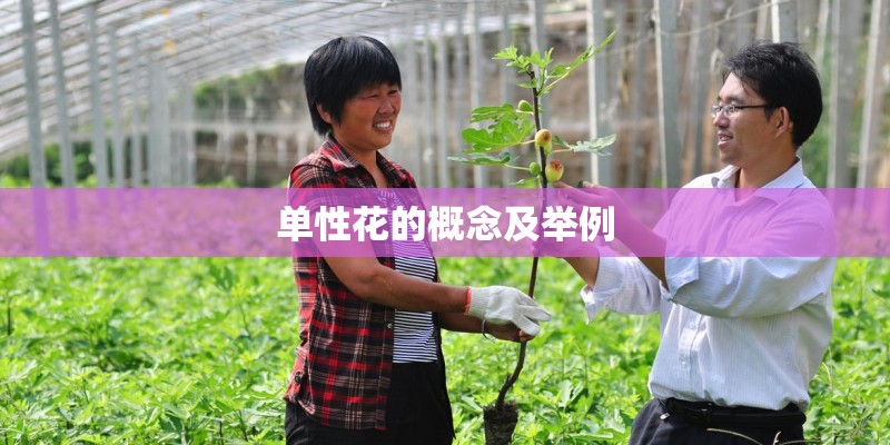 单性花的概念及举例
