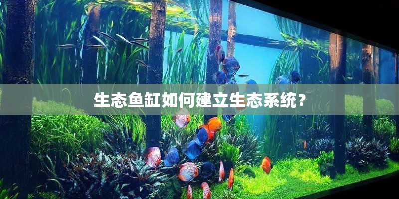 生态鱼缸如何建立生态系统？
