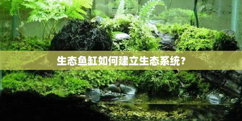 生态鱼缸如何建立生态系统？