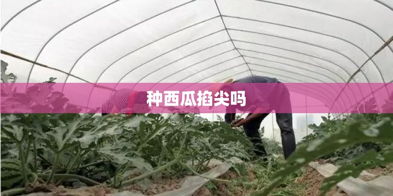 种西瓜掐尖吗