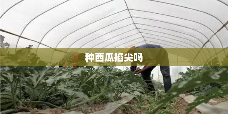 种西瓜掐尖吗