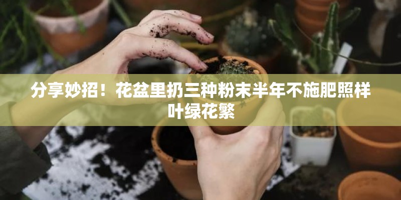 分享妙招！花盆里扔三种粉末半年不施肥照样叶绿花繁