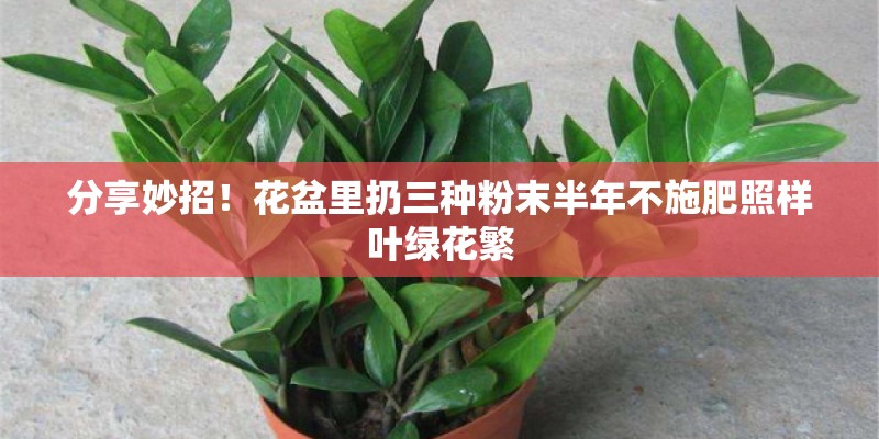 分享妙招！花盆里扔三种粉末半年不施肥照样叶绿花繁