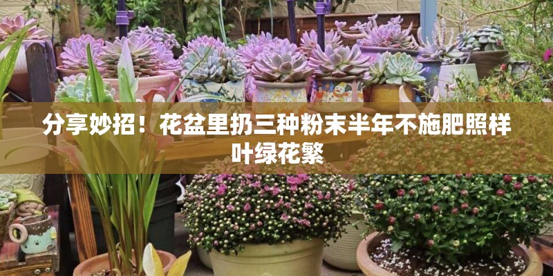 分享妙招！花盆里扔三种粉末半年不施肥照样叶绿花繁