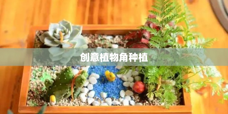 创意植物角种植