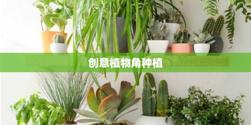 创意植物角种植