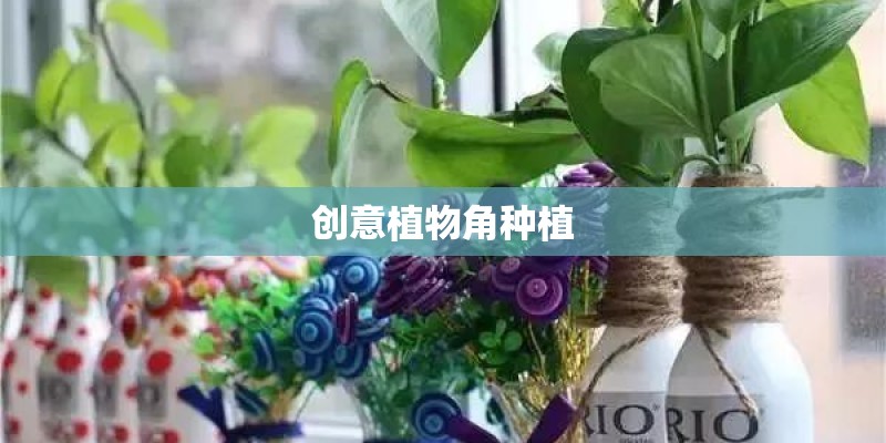 创意植物角种植