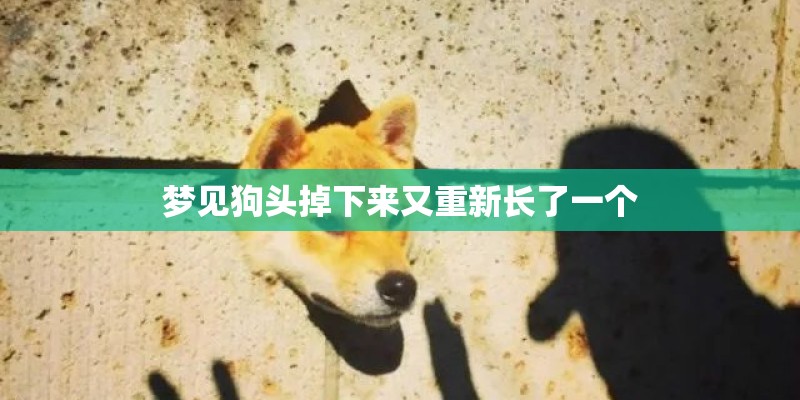梦见狗头掉下来又重新长了一个 梦见狗头掉下来又重新长了一个