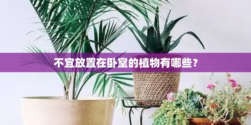不宜放置在卧室的植物有哪些？