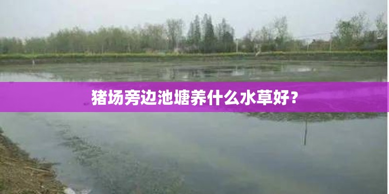 一年级植物手抄报