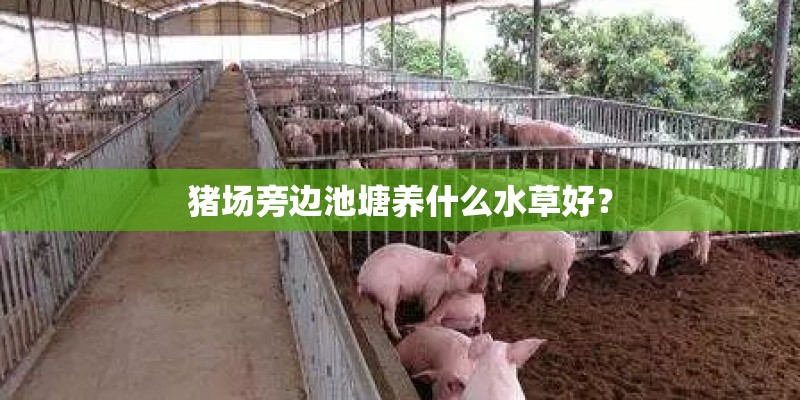 猪场旁边池塘养什么水草好？