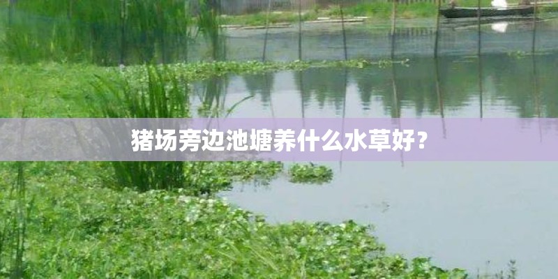 猪场旁边池塘养什么水草好？
