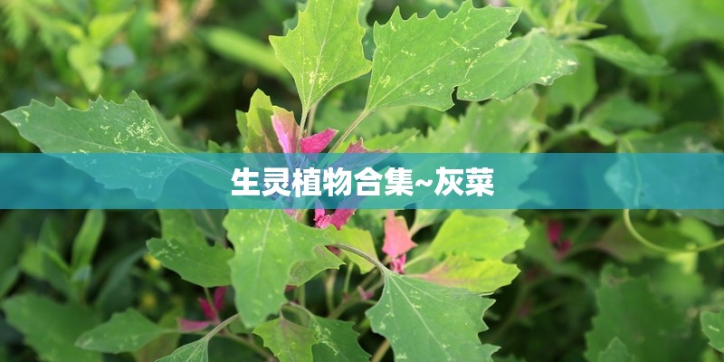 生灵植物合集~灰菜