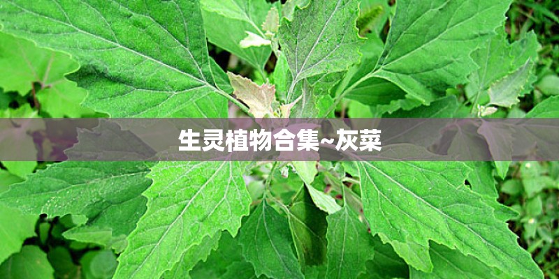 生灵植物合集~灰菜