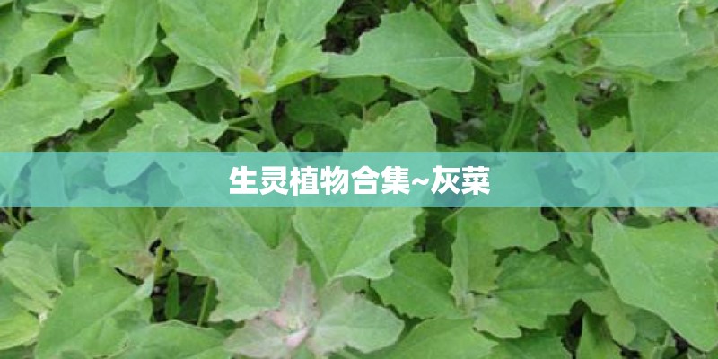 生灵植物合集~灰菜