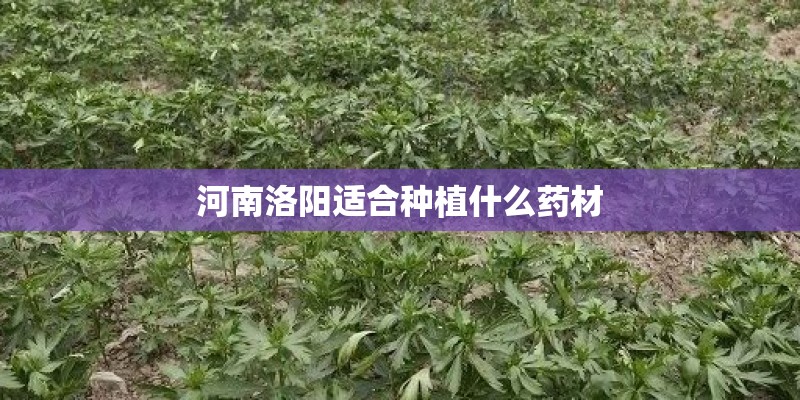 河南洛阳适合种植什么药材