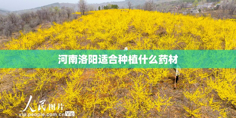 河南洛阳适合种植什么药材