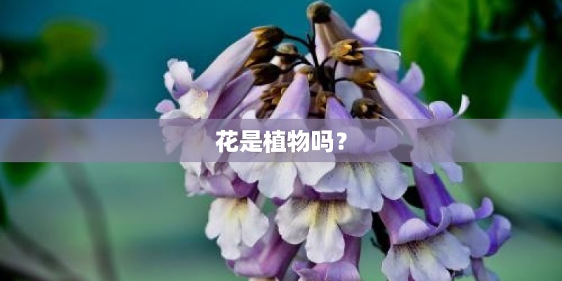 花是植物吗? 花是植物吗?