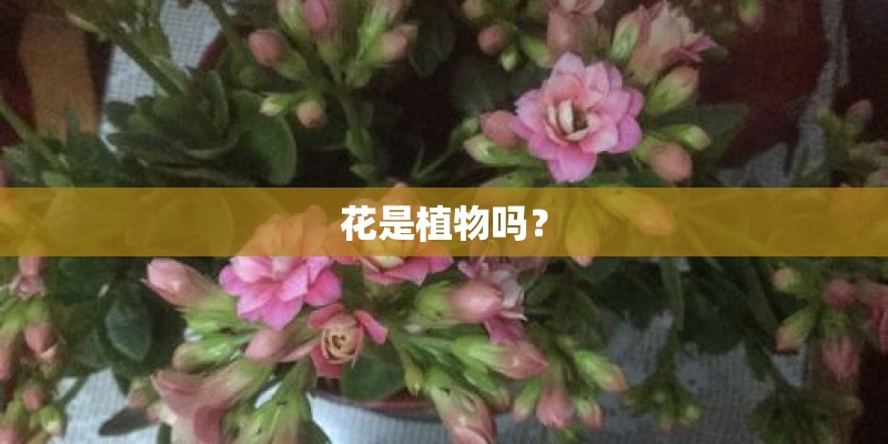 花是植物吗? 花是植物吗?