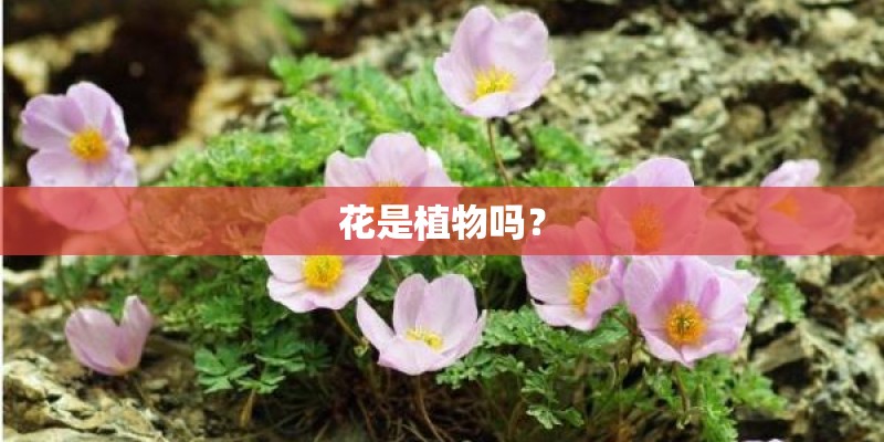 花是植物吗? 花是植物吗?