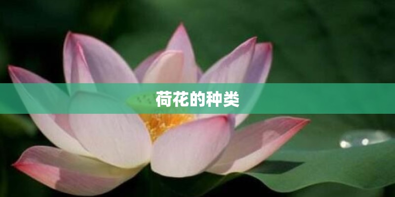 荷花的种类