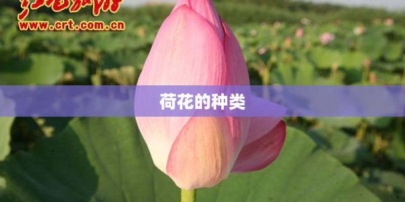 荷花的种类