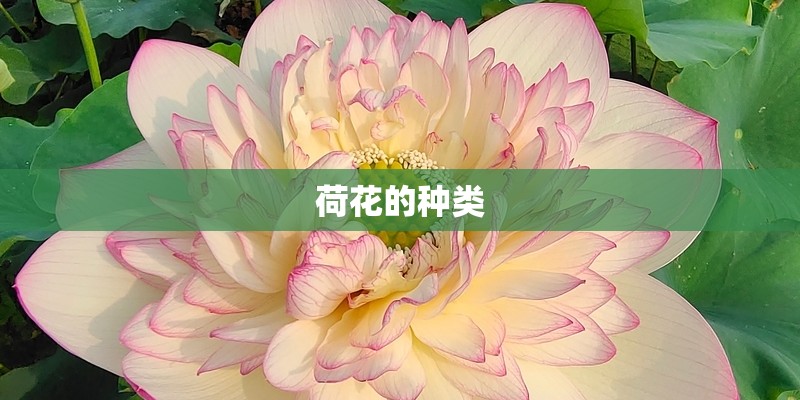 荷花的种类