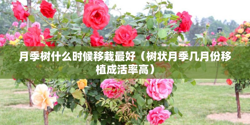 月季树什么时候移栽最好（树状月季几月份移植成活率高）