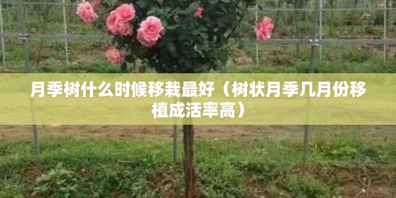 月季树什么时候移栽最好（树状月季几月份移植成活率高）