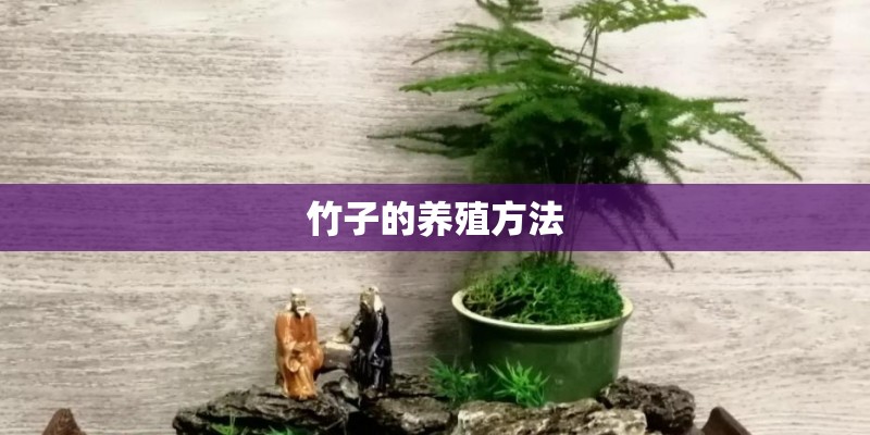 竹子的养殖方法 竹子的养殖方法