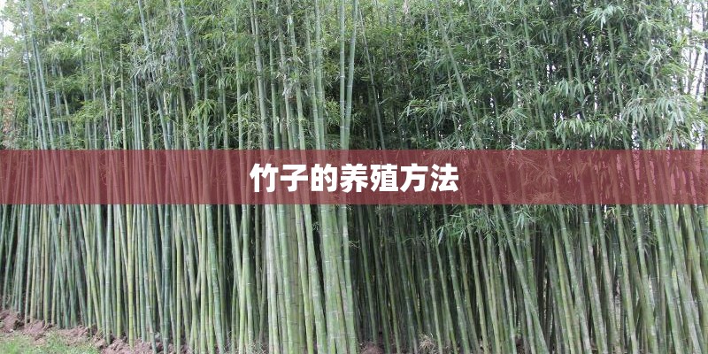 竹子的养殖方法 竹子的养殖方法