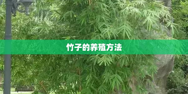 竹子的养殖方法 竹子的养殖方法