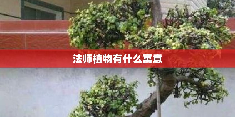 梦见兰色的花想种