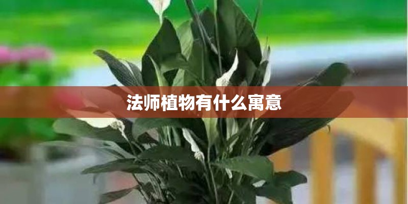 法师植物有什么寓意