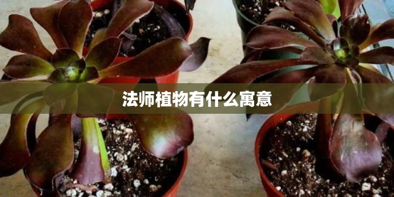 法师植物有什么寓意