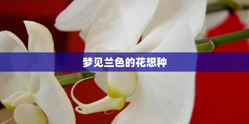 梦见兰色的花想种