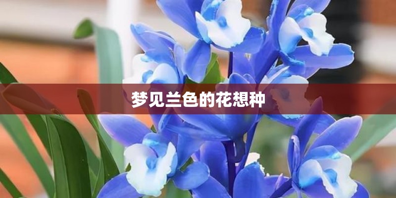 梦见兰色的花想种