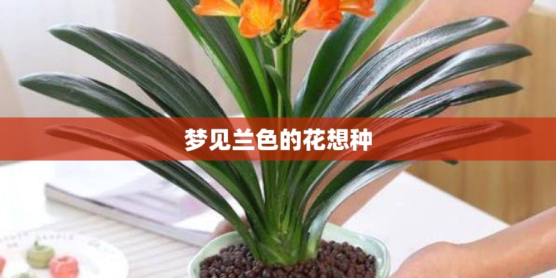 梦见兰色的花想种
