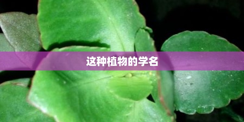 河南省鹤壁市近一个月的天气预报