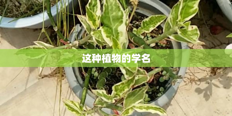 这种植物的学名