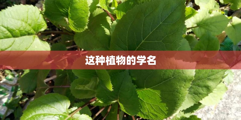 这种植物的学名