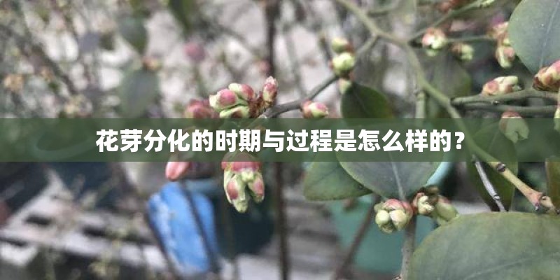 花芽分化的时期与过程是怎么样的？