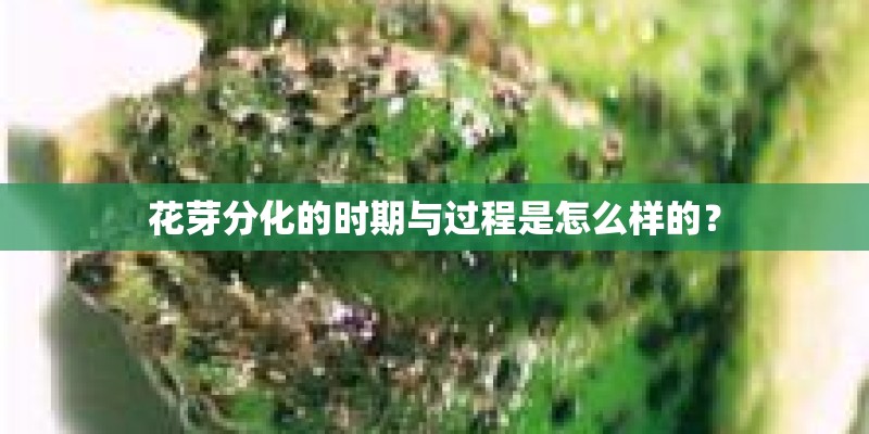 花芽分化的时期与过程是怎么样的？