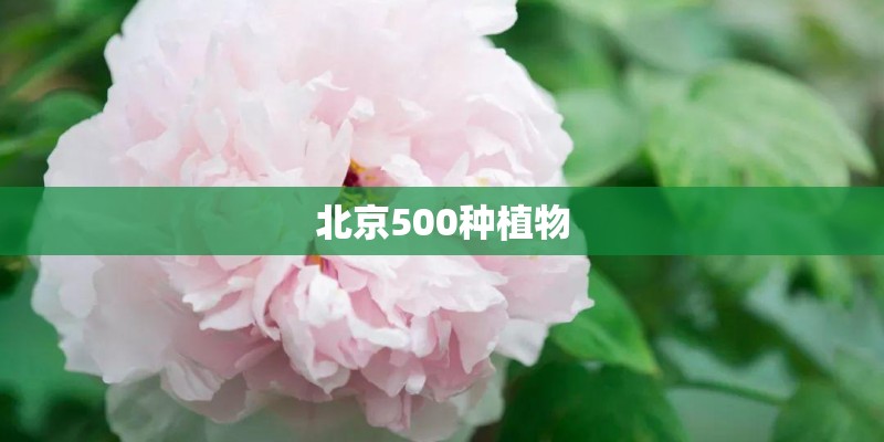 瑞虎8新款落地需要多少钱？_1