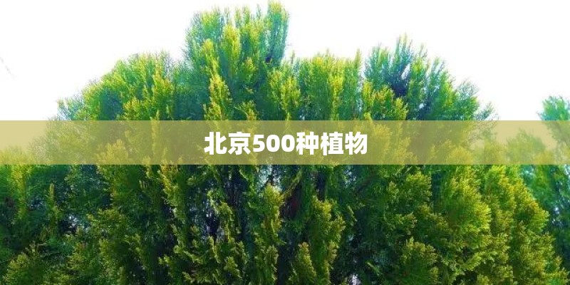 北京500种植物
