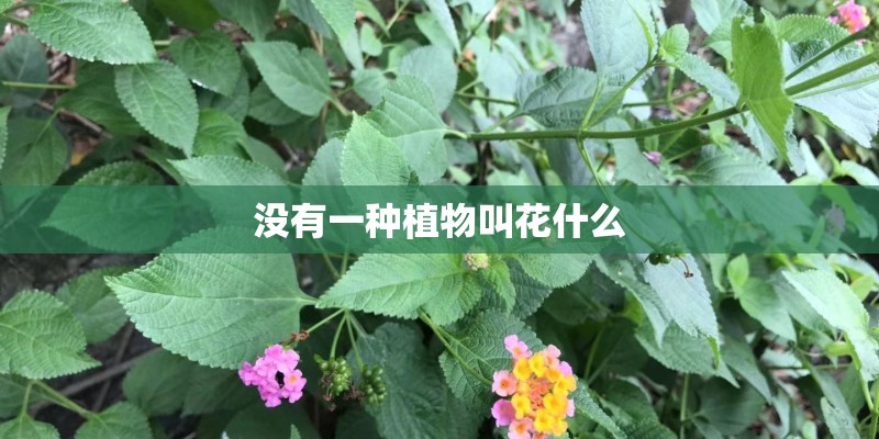 没有一种植物叫花什么
