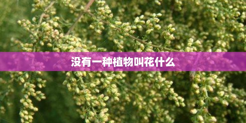 没有一种植物叫花什么