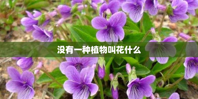 没有一种植物叫花什么